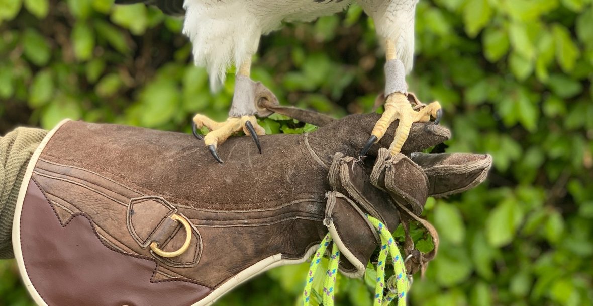 Using Saddle Soap on Falconry Glove